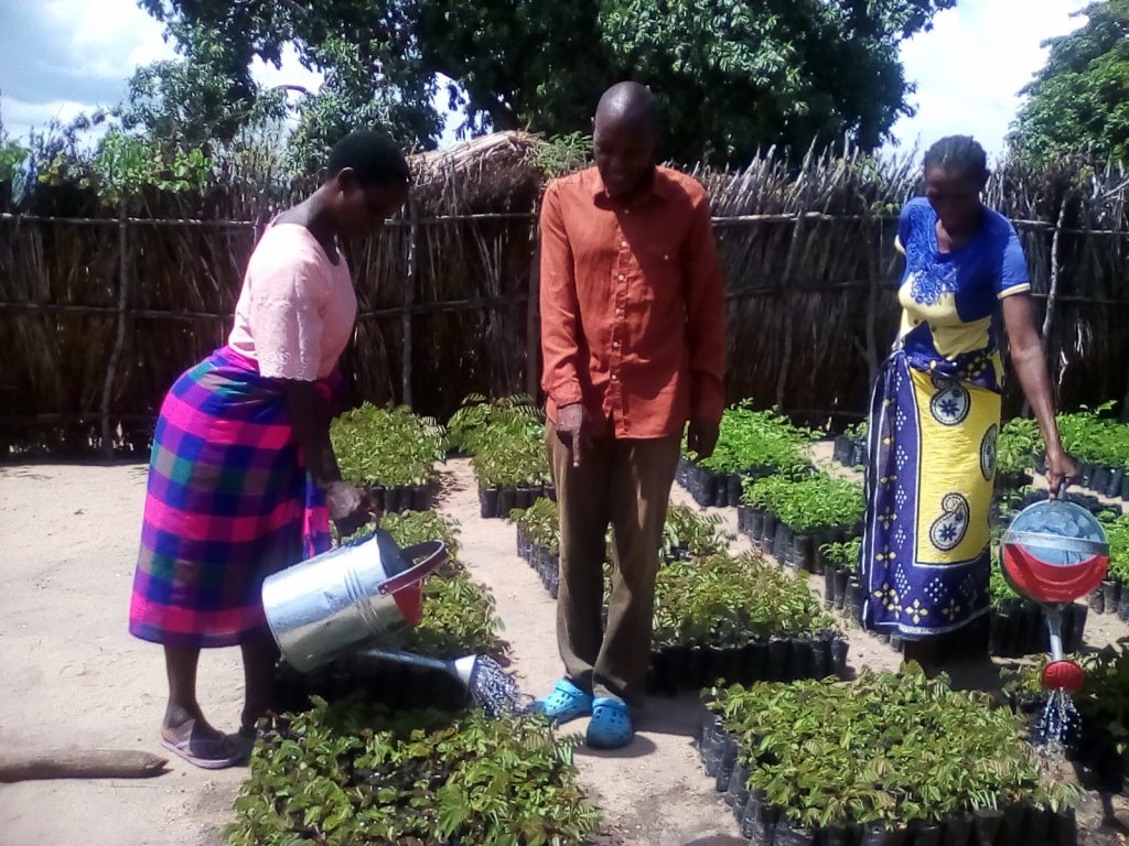 Picture of Members watering a nursery in Lupembe 2