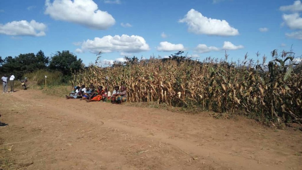Figure 1 Maize stand grown using compost manure only at Takondwa club in Chisenga, Chitipa District