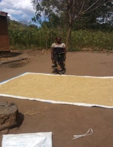 Edna drying her maize yield