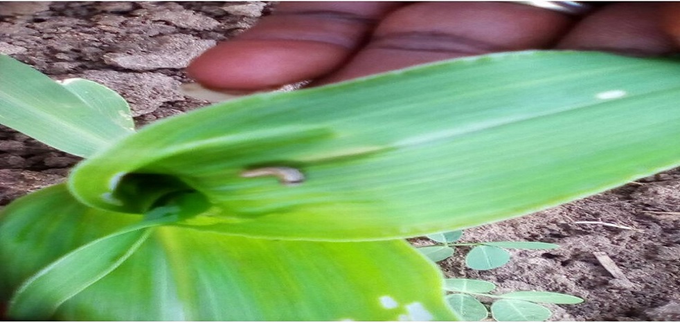 Picture of Figure 1: showing a fall army worm on maize leaves