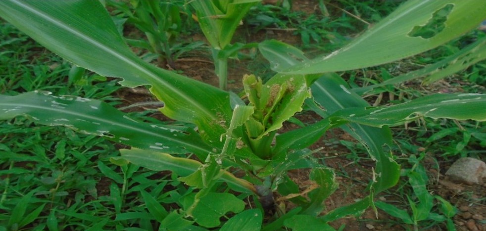 FEATURE: Development Desk Joins the Fight against Fall Armyworms