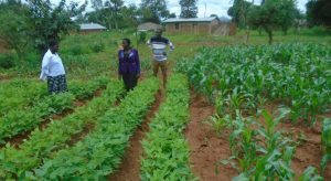 Picture of Government and Karonga Diocese staff admiring a demo plot of beans and maize in Chisenga
