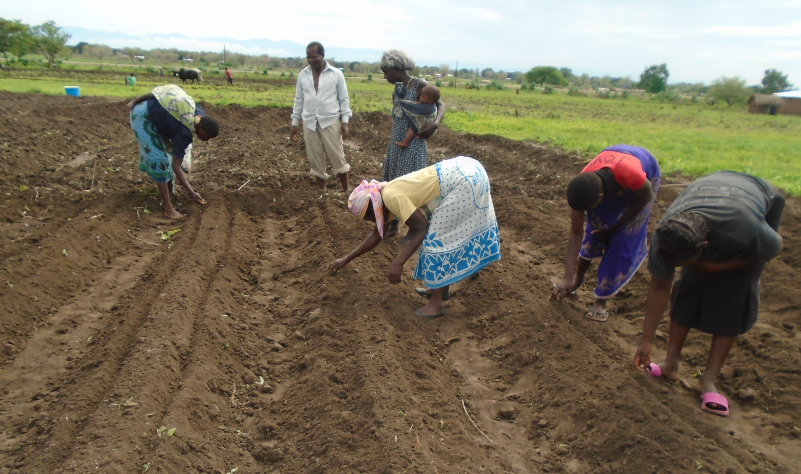 Picture of Farmers preparing a plot for planting soya beans 1