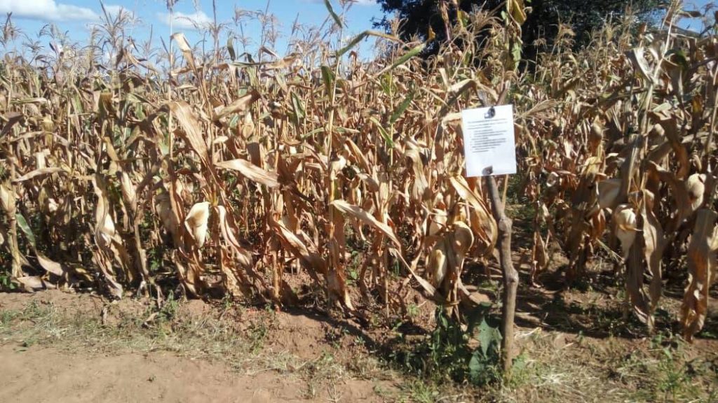 Better crop and higher maize yield realised from demo plots