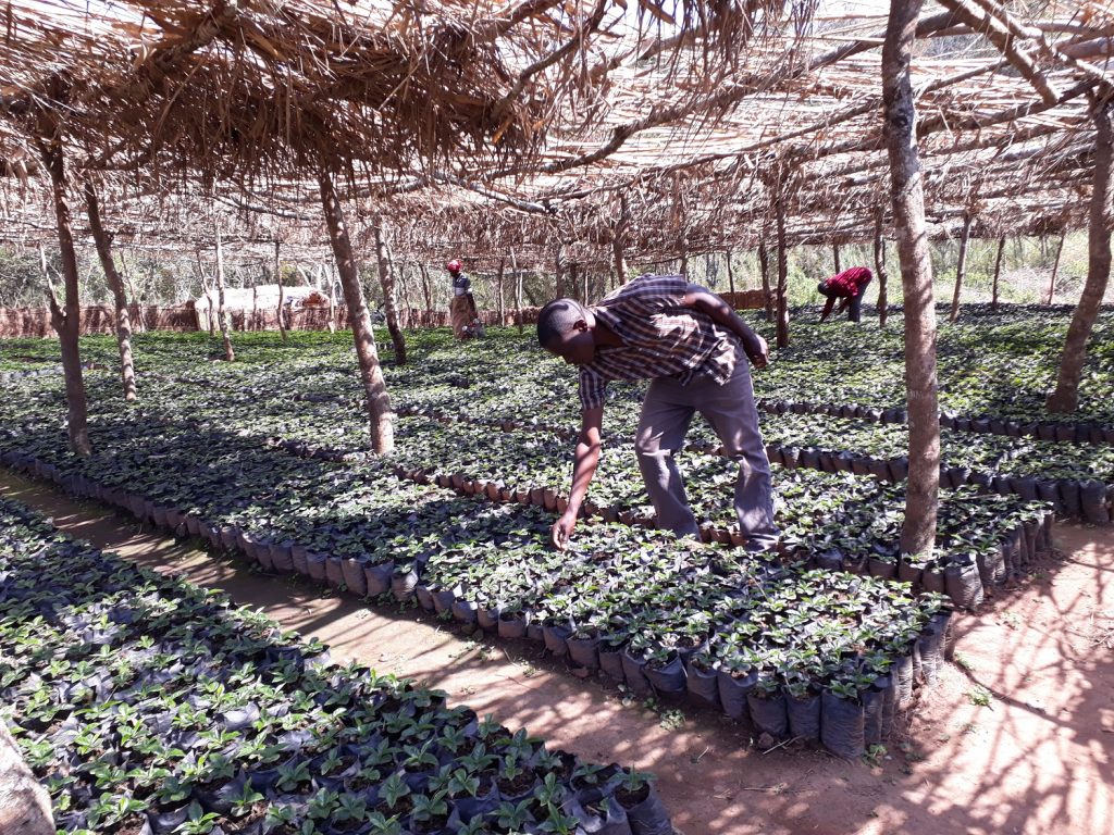 Nursery at Chipunga Farm Limited