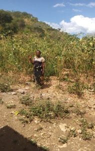 Edna Chihana standing in her pigeon peas garden