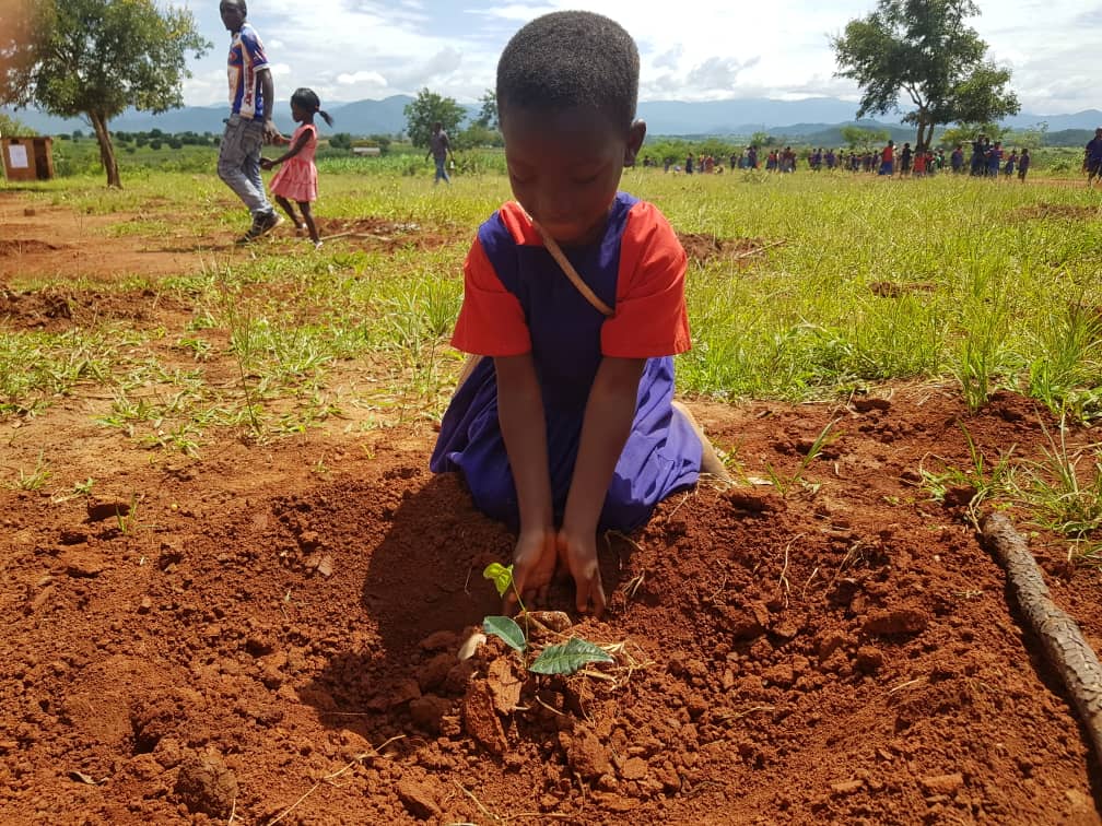 Early grade learner at Nandanga primary school planting a tree during the launch