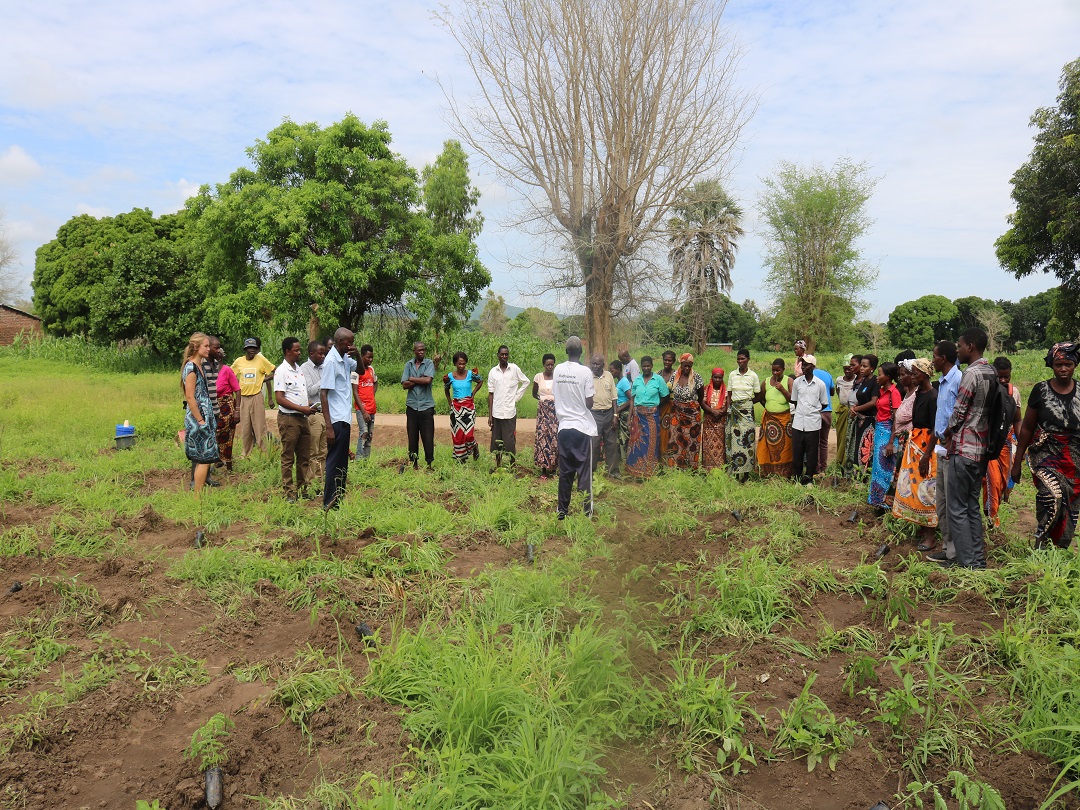 Community gathering after planting trees