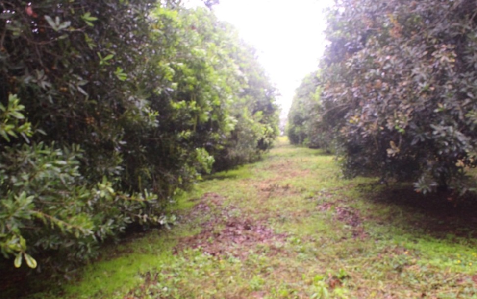 An established macadamia nuts plantation at Chipunga Farm