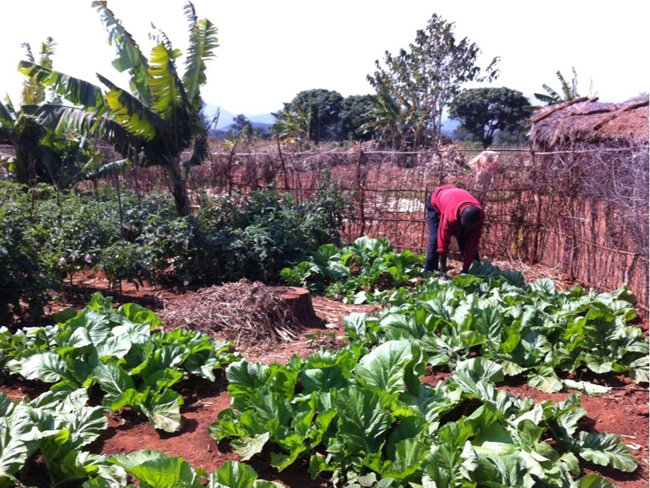 Nighted Mwakapenda working in his backyard garden where SAPs technologies are being implemented