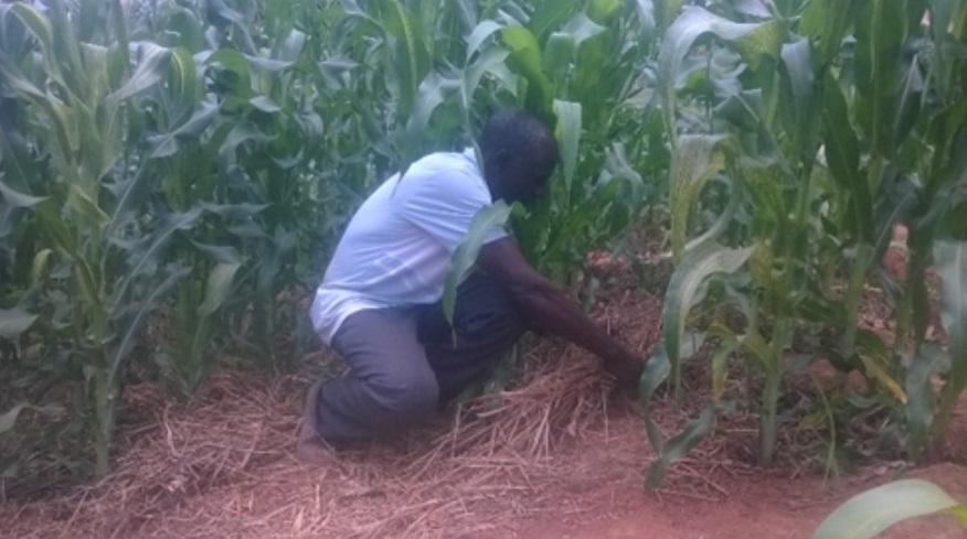 Mulched pit planting demonstration plot