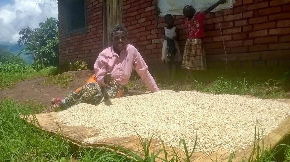 Lucient Gondwe dries maize harvested from her irrigation field