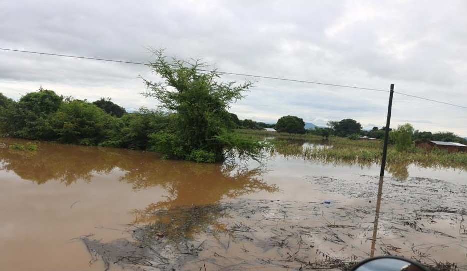 Flooded maize field