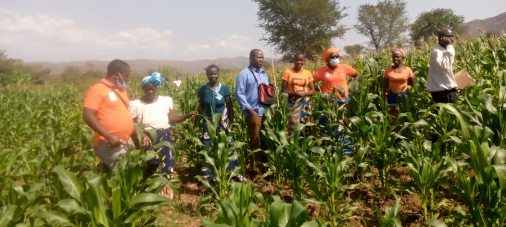 Maize garden