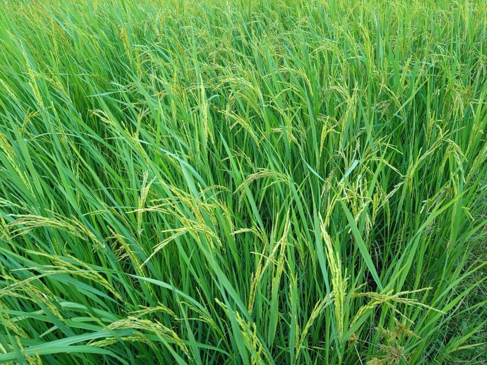 Rice field